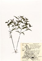 藏品(山羅花屬)的圖片